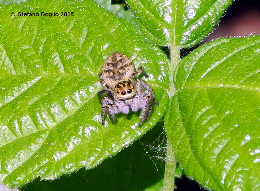 Pisaura sp.; C. xanthogramma - RN Regionale Nazzano (RM)